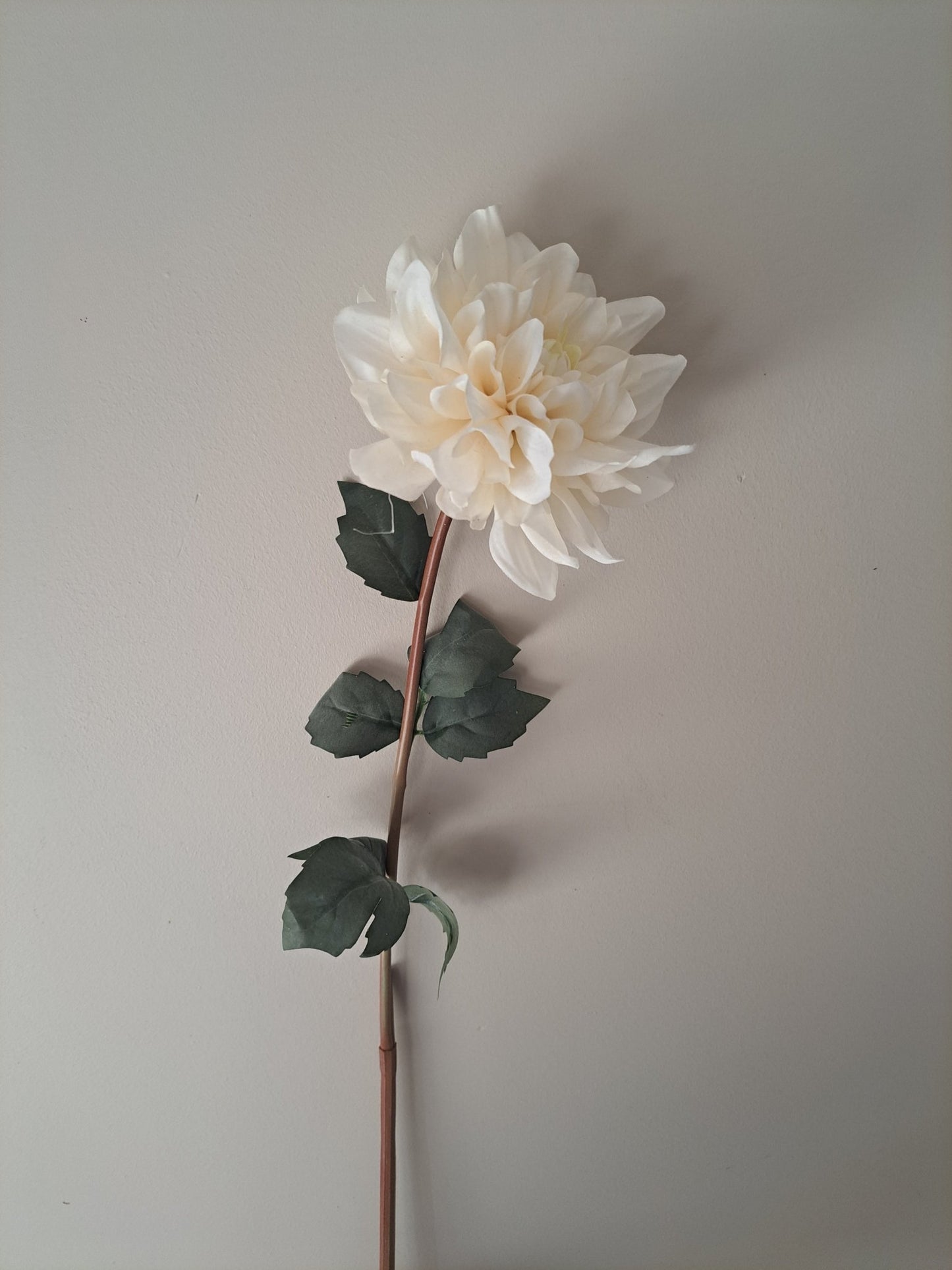 Dahlia | creme | 60cm - Decobloss