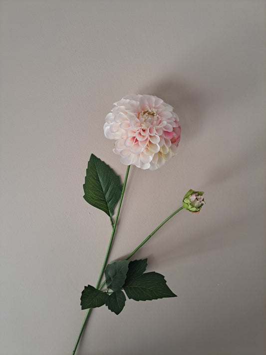 Dahlia | cremeroze | 56cm - Decobloss