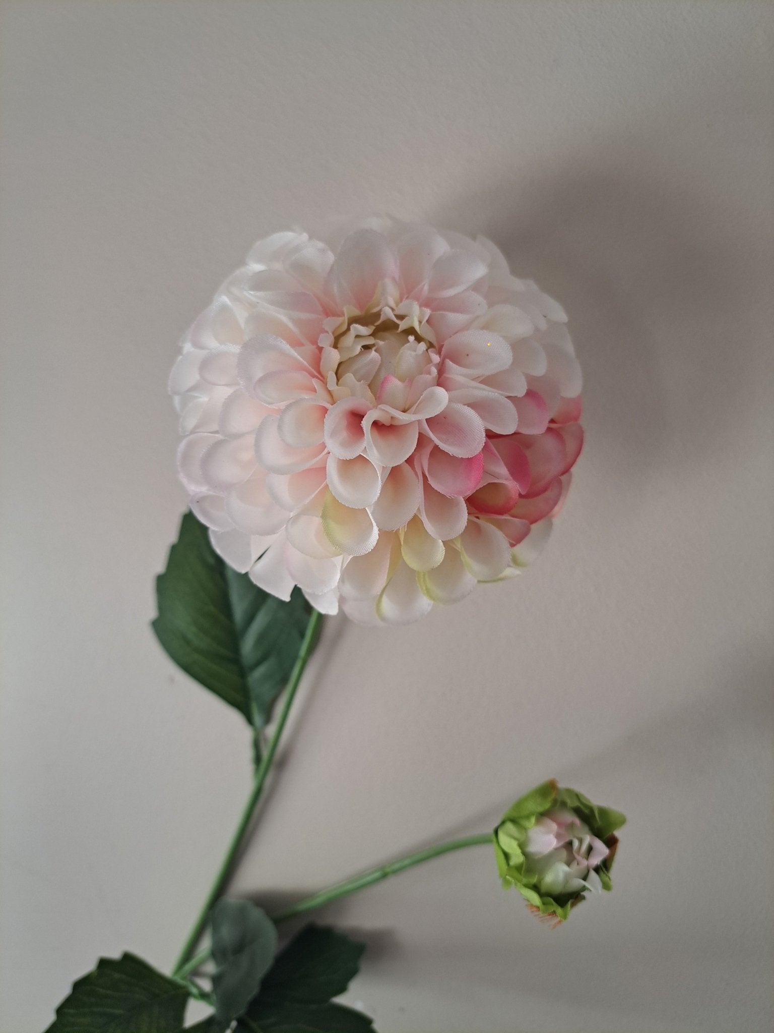 Dahlia | cremeroze | 56cm - Decobloss