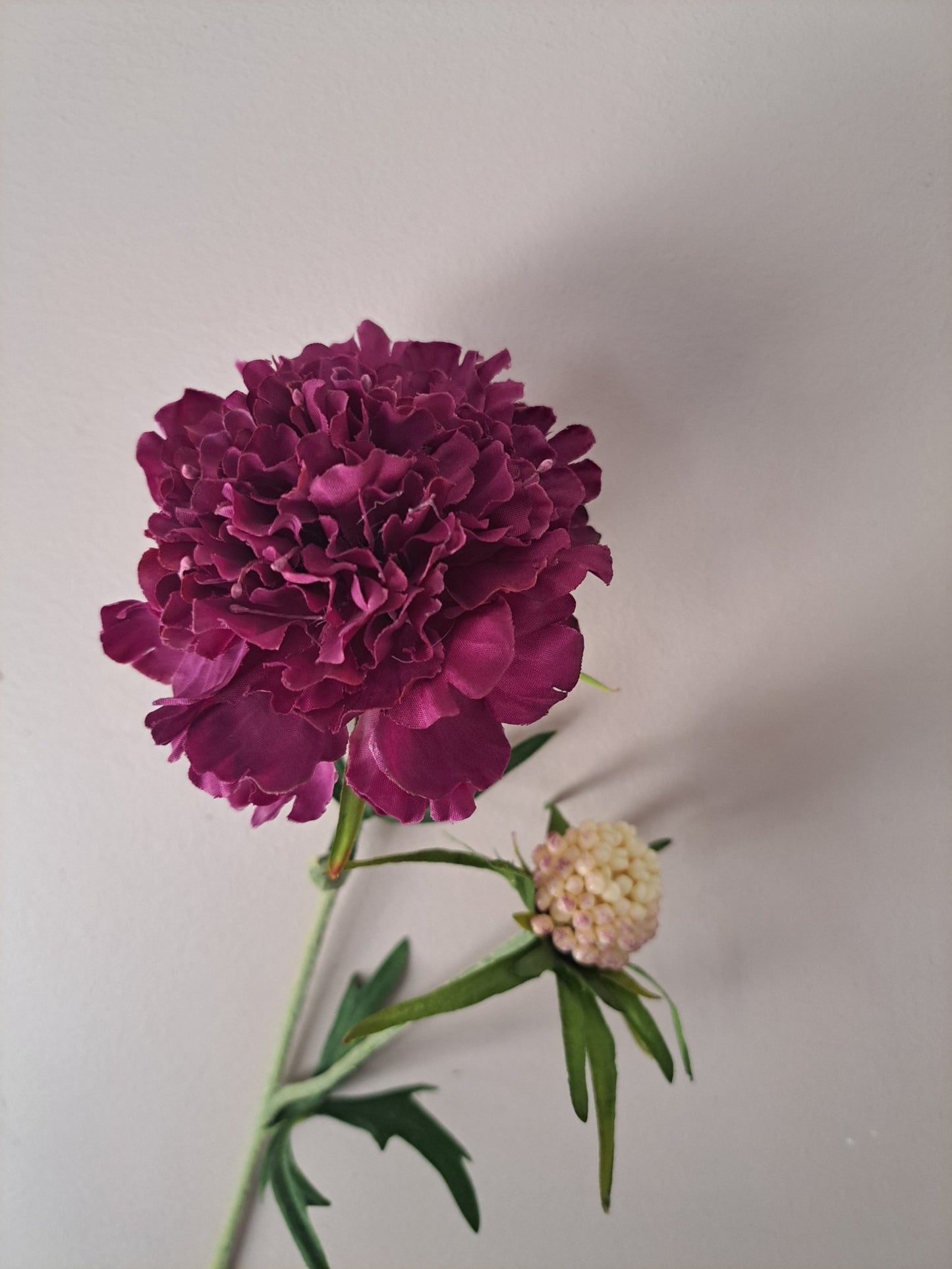 Diamant scabiosa | 59cm | Bordeauxrood - Decobloss