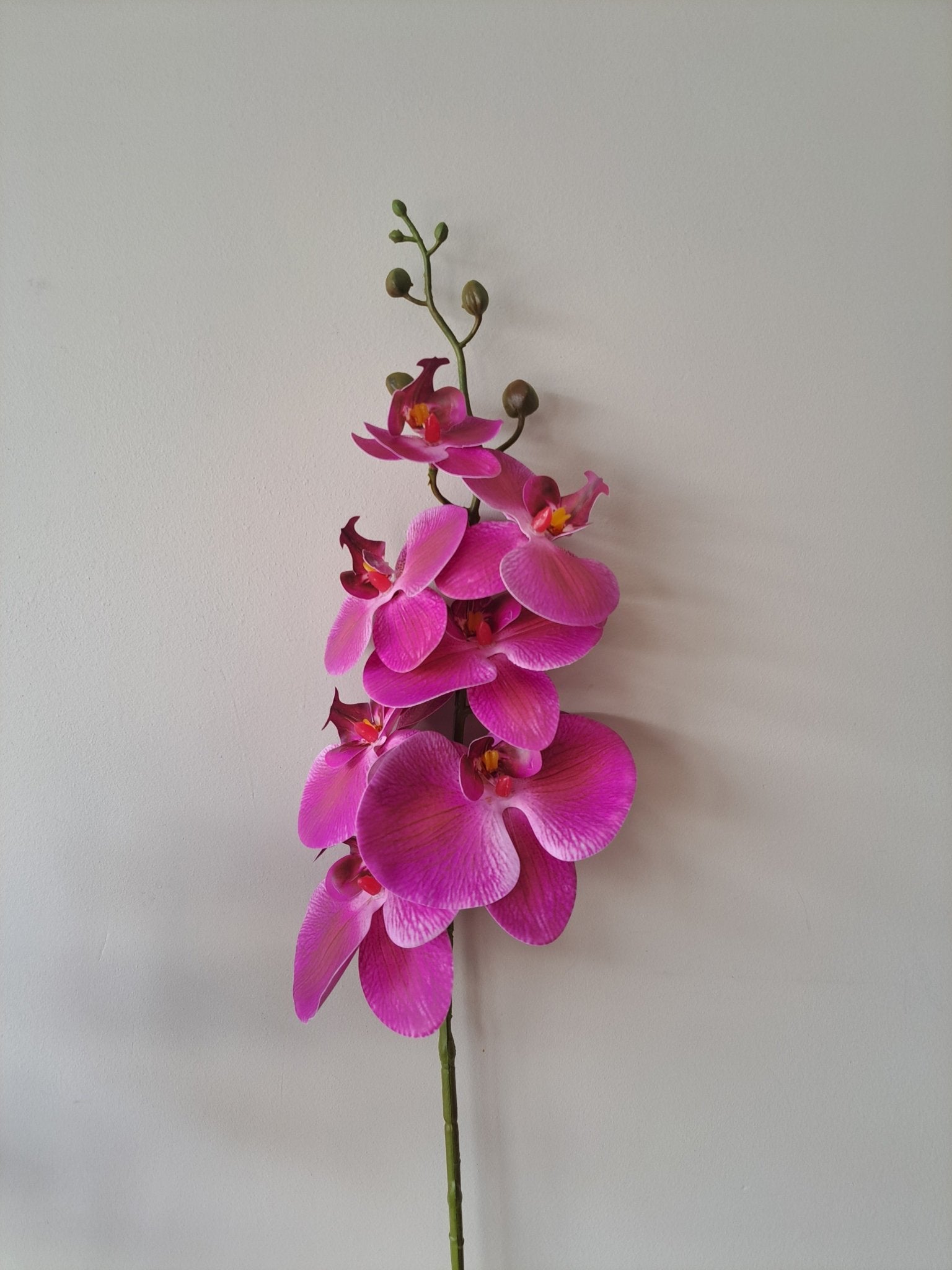 phalaenopsis | paars | 83cm - Decobloss