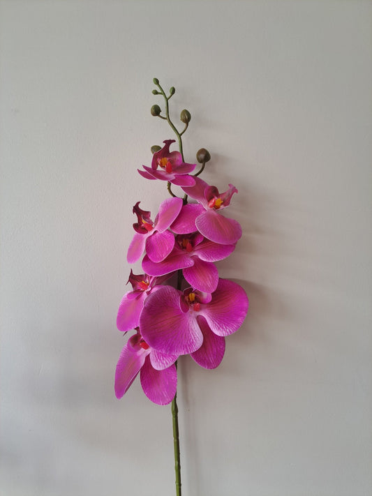 phalaenopsis | paars | 83cm - Decobloss